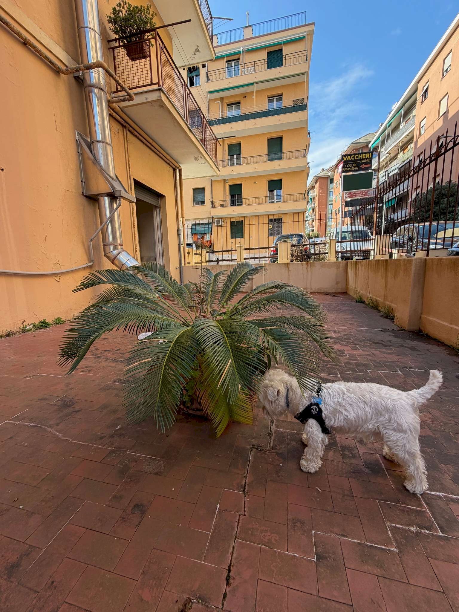 immagine annuncio 2 di 12