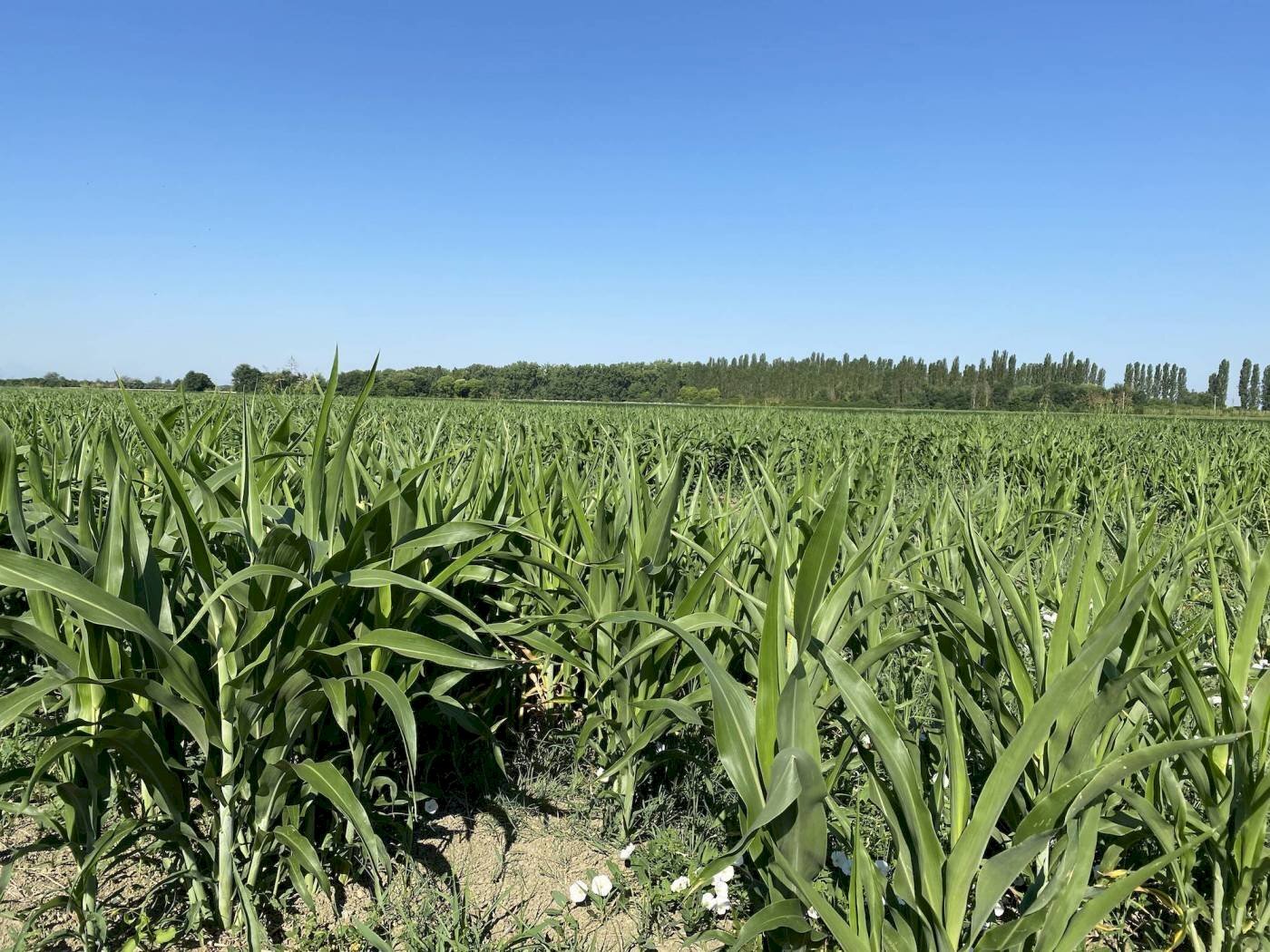 Terreno agricolo Malalbergo-Baricella