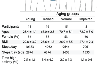 Cohort table: young 11, trained 16, normally active 15, impaired 5; ages, percent female, BMI, steps per day