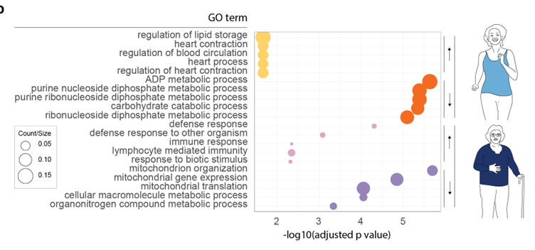 Baseline pathways: trained older adults up in lipid and energy metabolism; physically impaired up in immune, down in mitochondrial and respiration genes