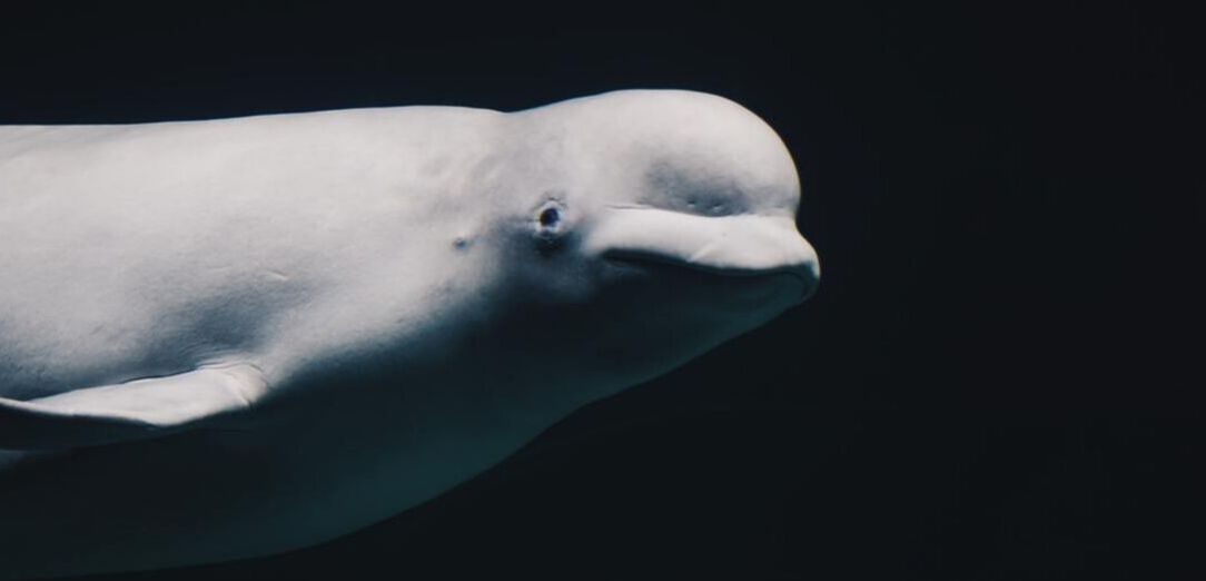 A beluga whale in dark water