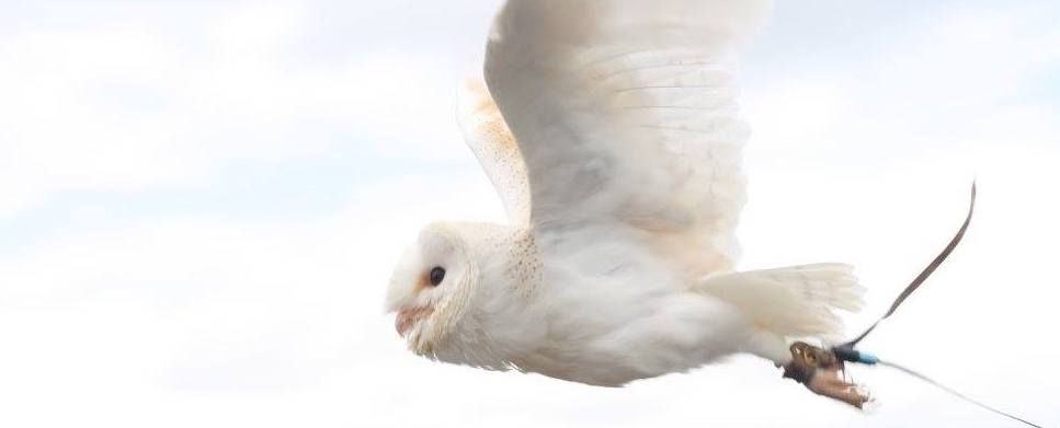 The first barn owl Tess Jewell-Larsen had the pleasure of holding at Hawkridge Bird of Prey, Exmouth, Devon, UK