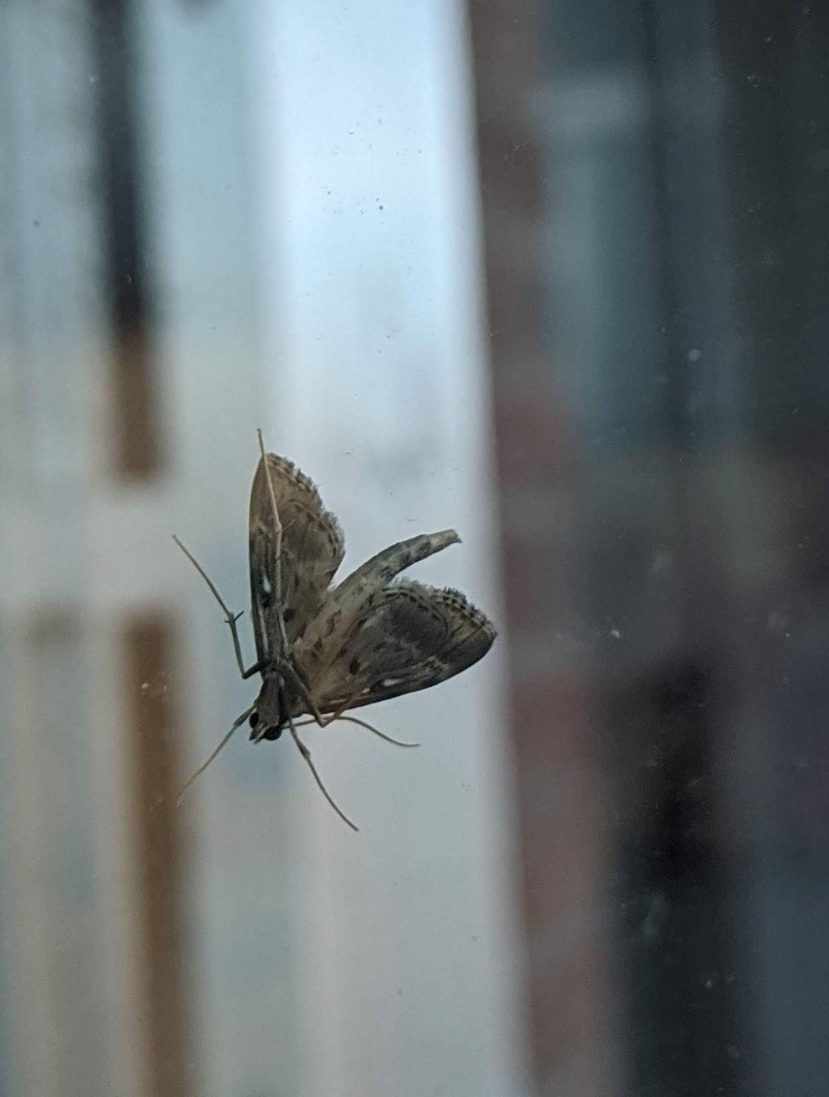This little thing really wants to come back in! Social distance yourself, Moth!