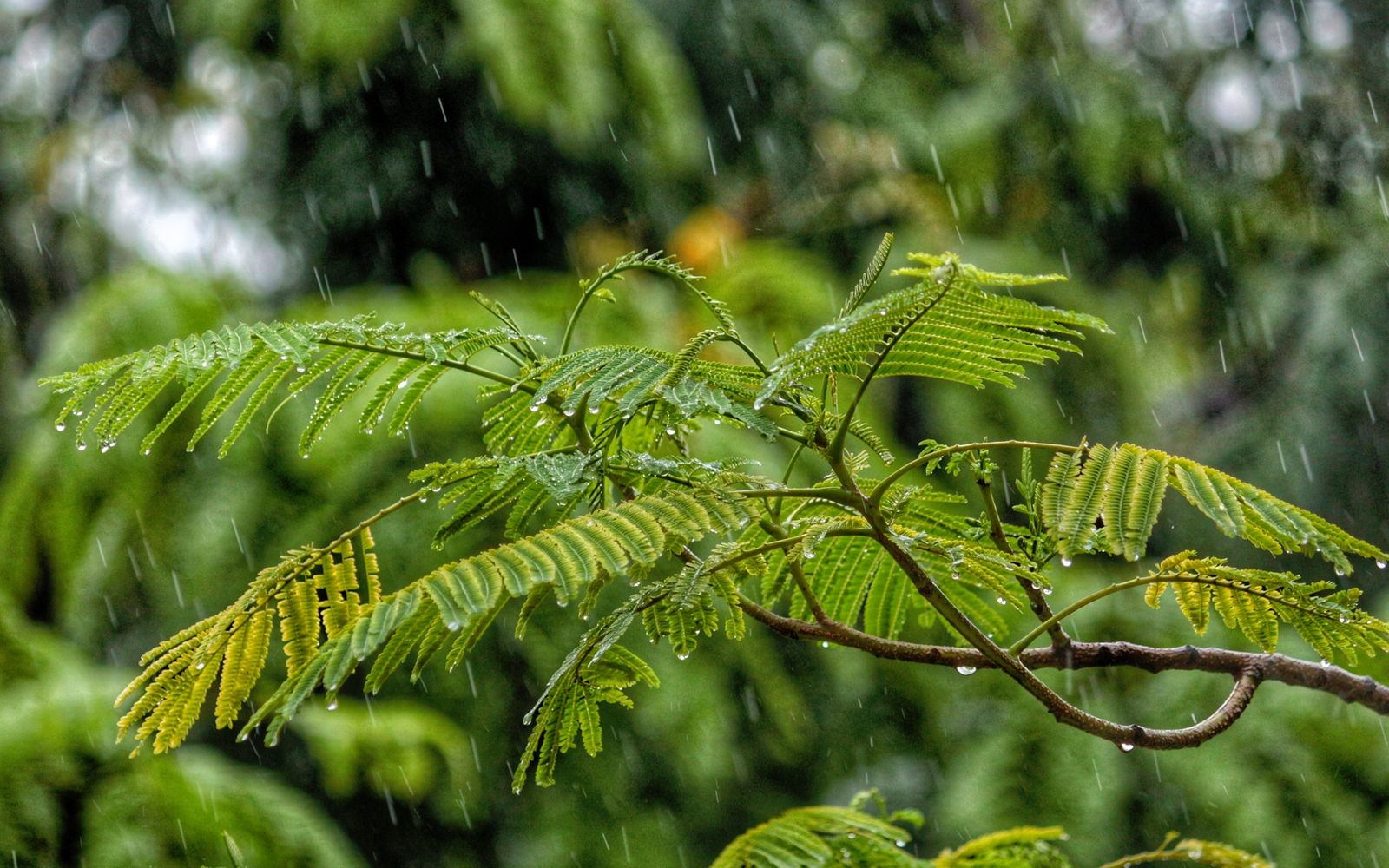 You may remember how excited I was about a rainy day a few weeks back - but it turned out to be a false alarm. Now I'm wondering if there are no such thing as rainy days; only rainy moments.