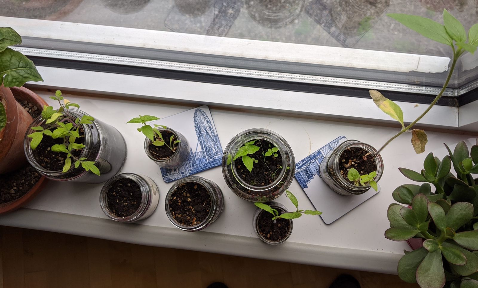 Apparently pickle, sauerkraut, prunes, and olive jars work great for growing seeds!