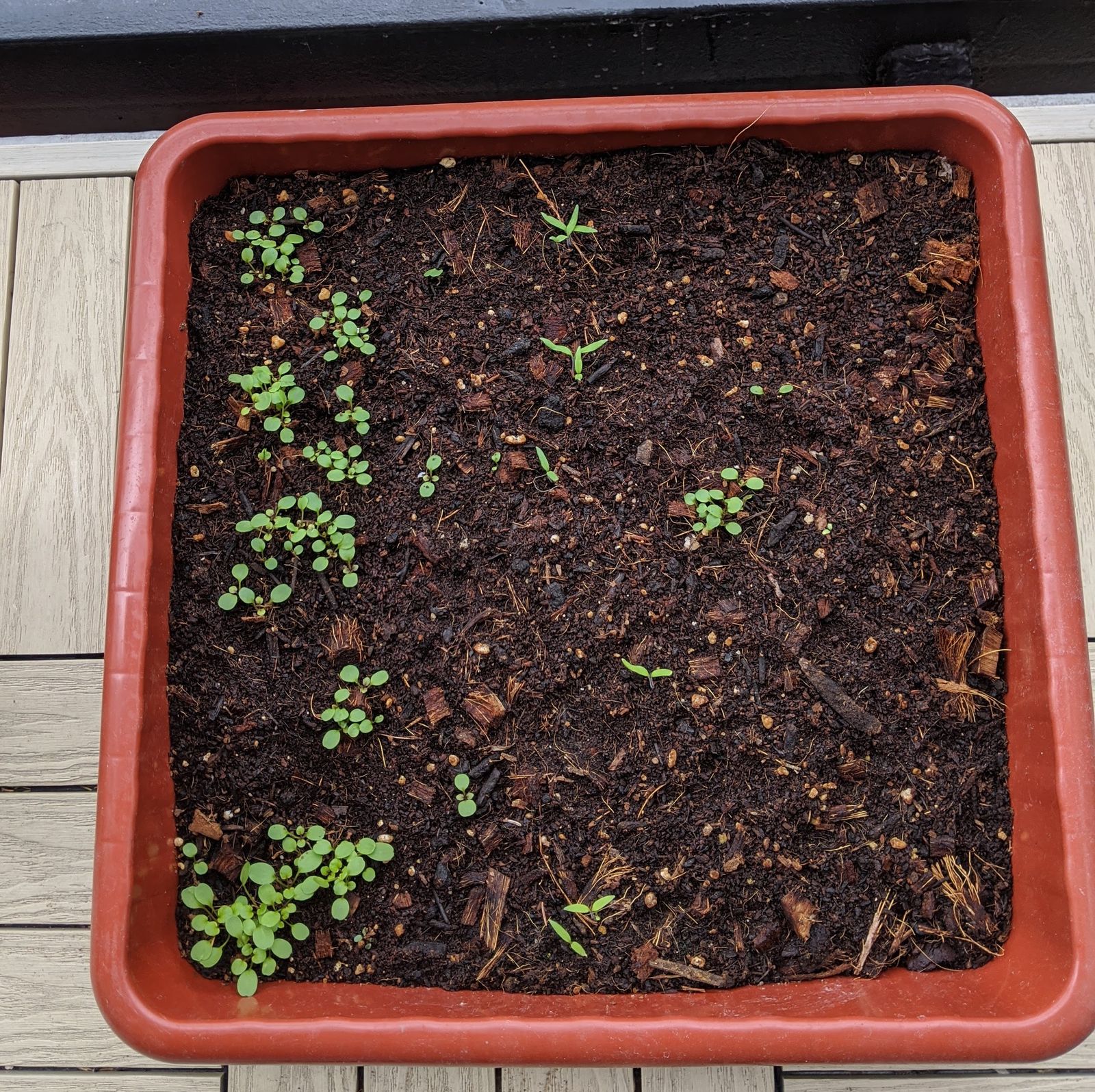 We planted watercress, tomatoes, and basil. But of course we forgot to label them, so at this point, it's just a surprise!