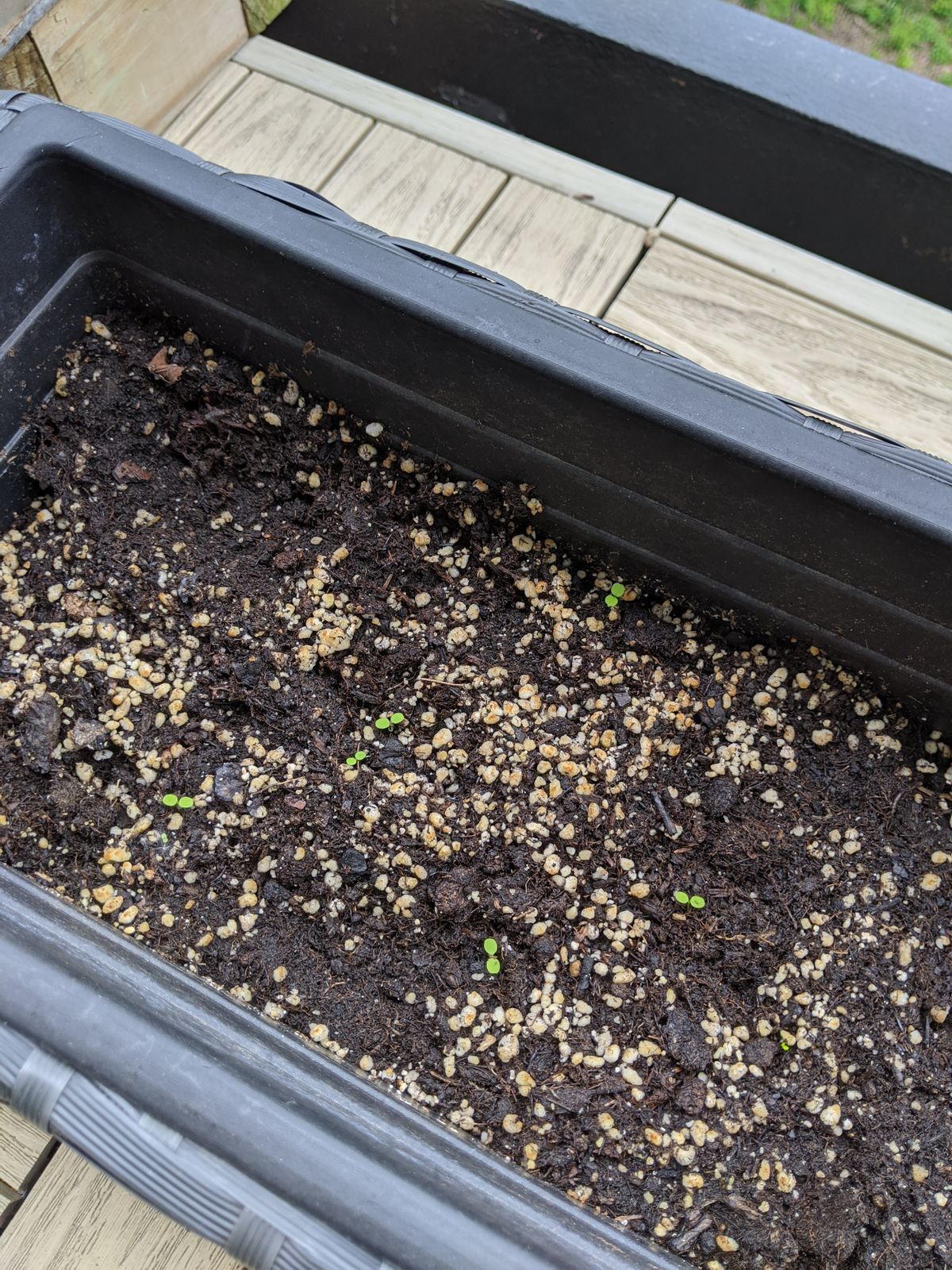 Why is it so fun to see that something that you planted is actually growing? 