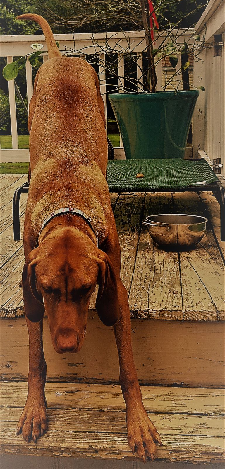 River Bader Ginsburg ~ Hearth Yoga: Dog in Residence