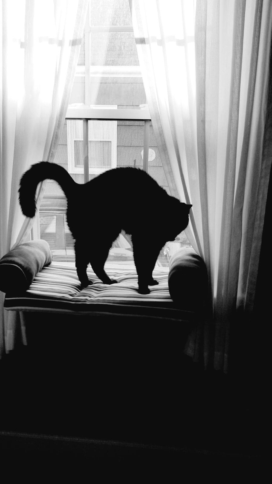 Kona, Fantastic Beast/Member of Pets of Hearth Yoga Wall of Fame