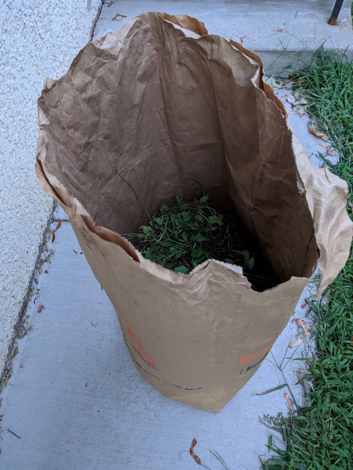 An afternoon's worth of Creeping Charlie, last summer.