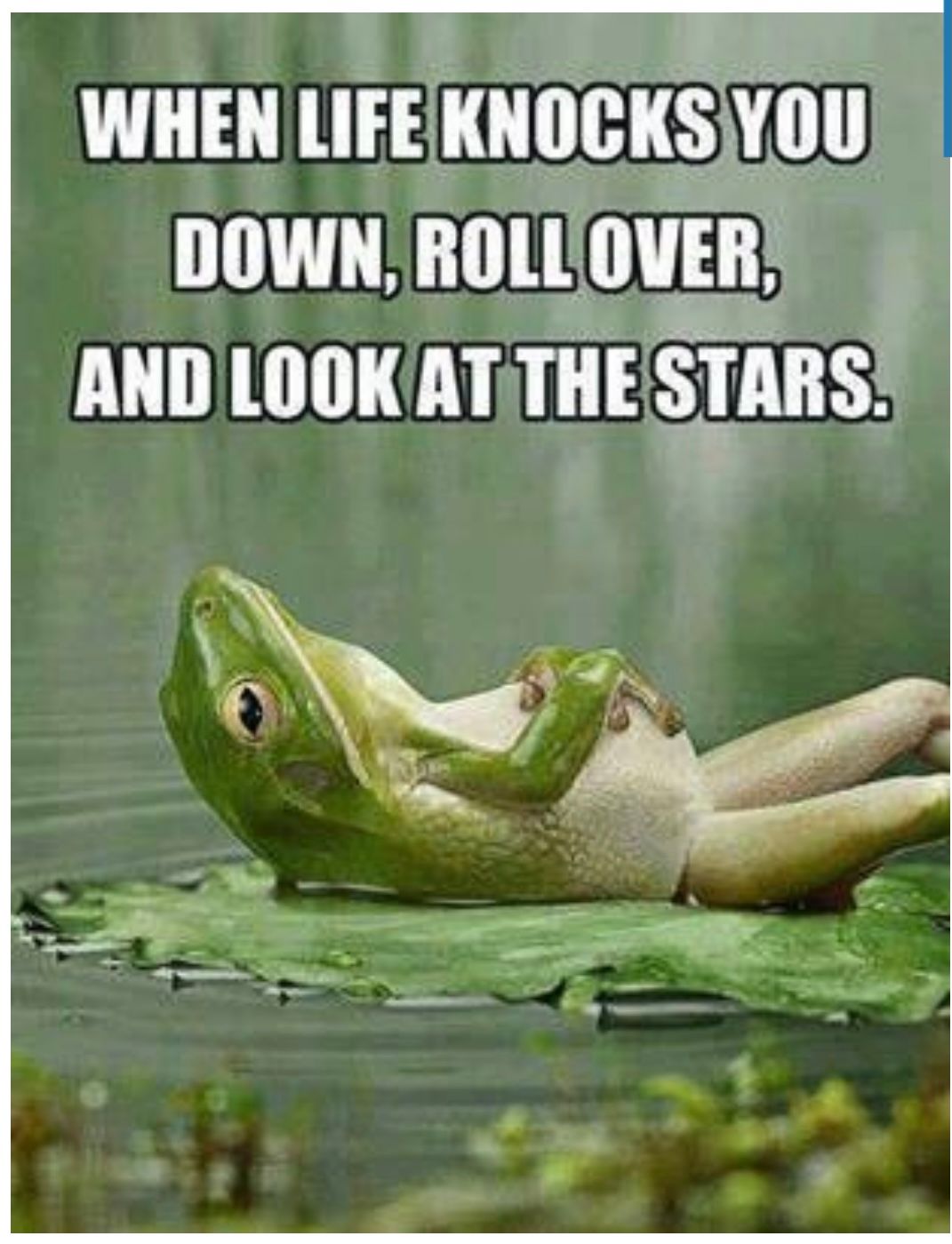 There are days where I wish I was a frog that lived on a Lily Pad! The closest I come to that is laying on my green yoga mat, closing my eyes and imagine a time where i was alone with only the sounds of nature..solitude!