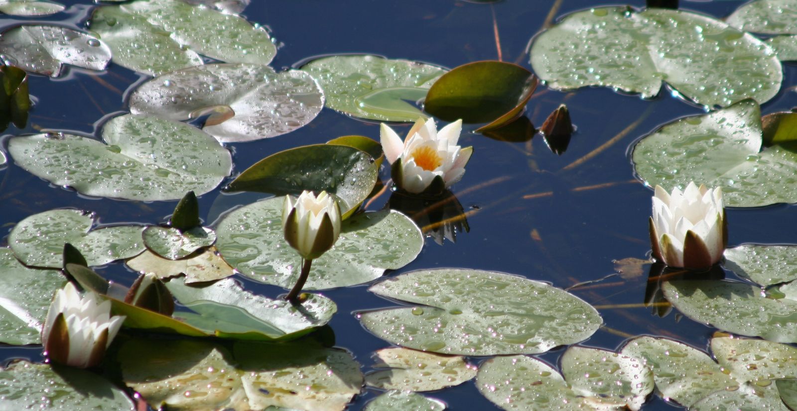 Glenveagh National Park, Leitir Ceanainn, Dún na nGall