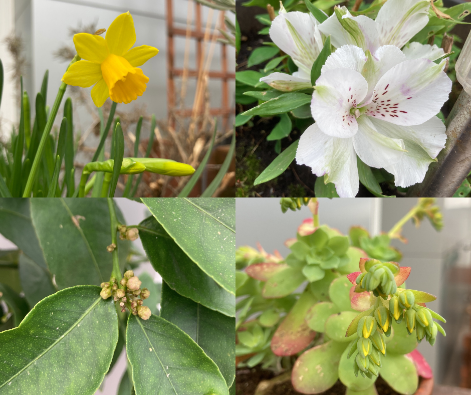 The buds and blooms on my terrace this morning.