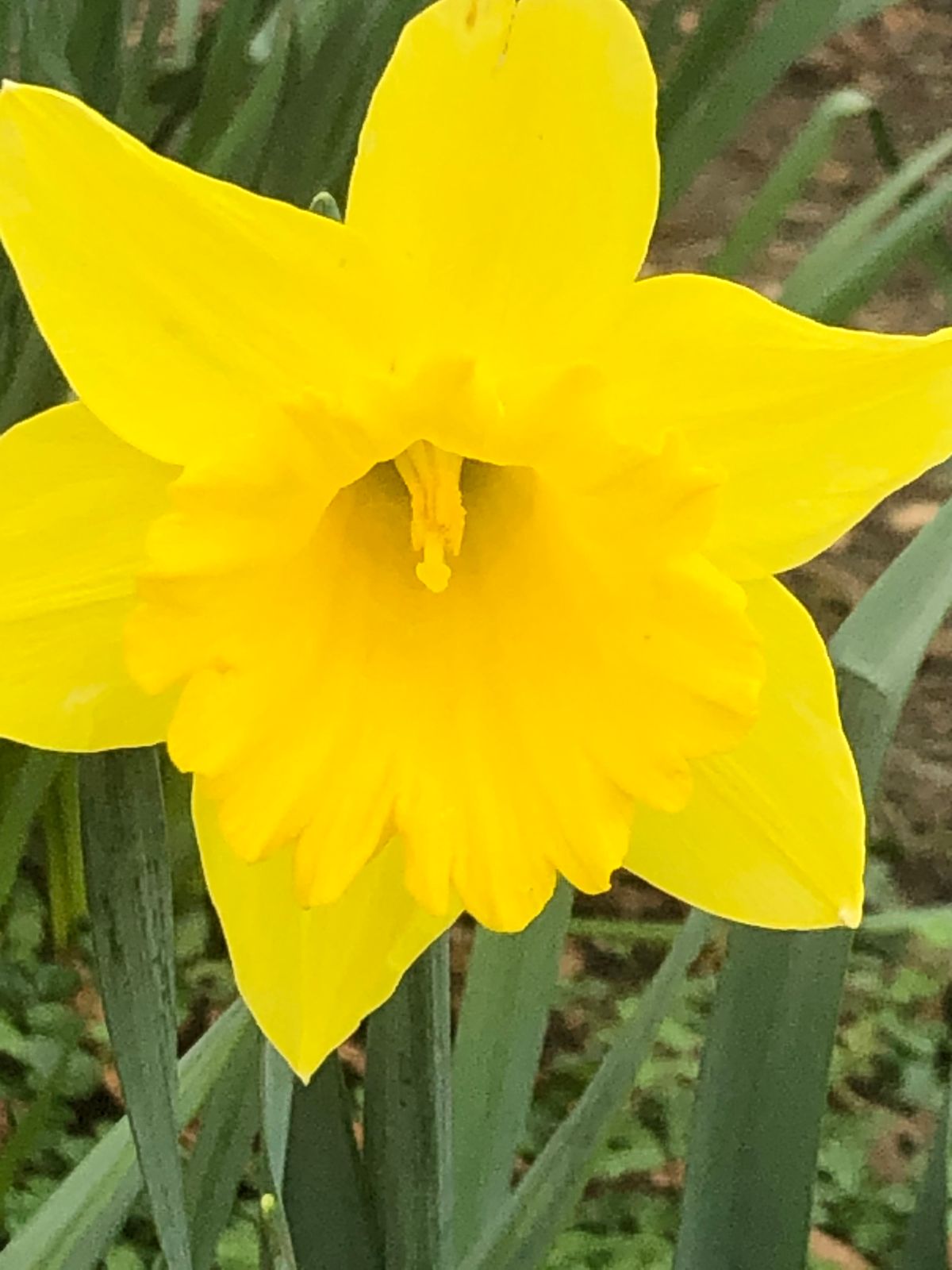 Lus an Chromchinn (plant with a bowed head), Daffodil