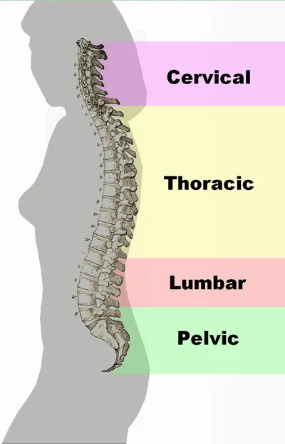 The lumbar support of a chair should be positioned at the level of your lumbar spine supporting the normal curve everyone’s back should have in this area.
