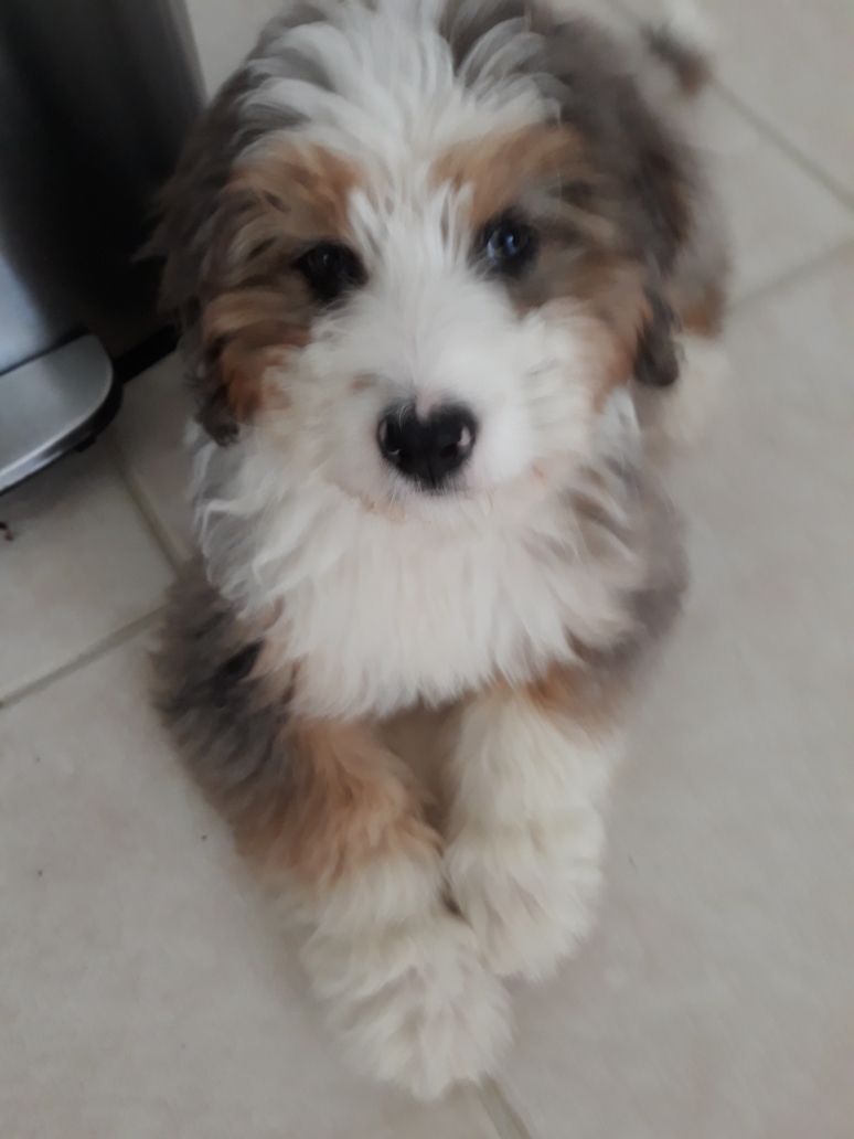 Abby the Dog. Courtesy of Janice B.