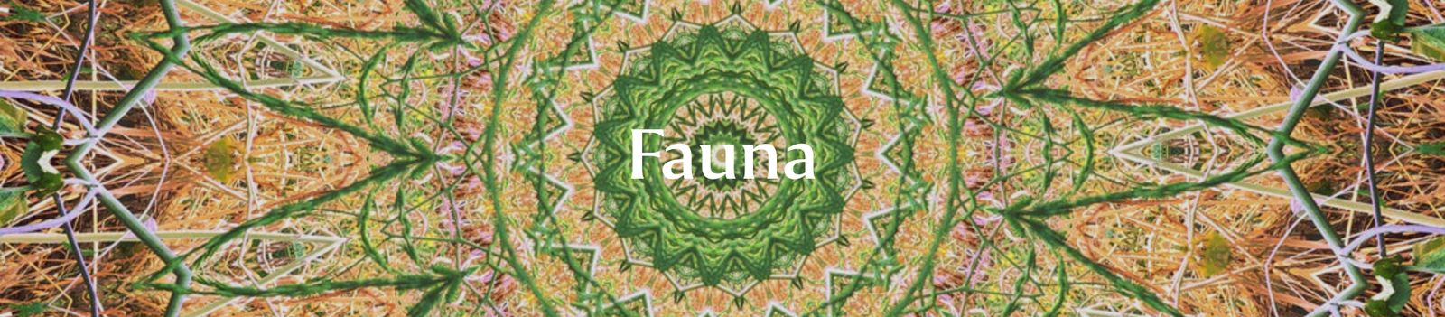 Click here to shop Fauna