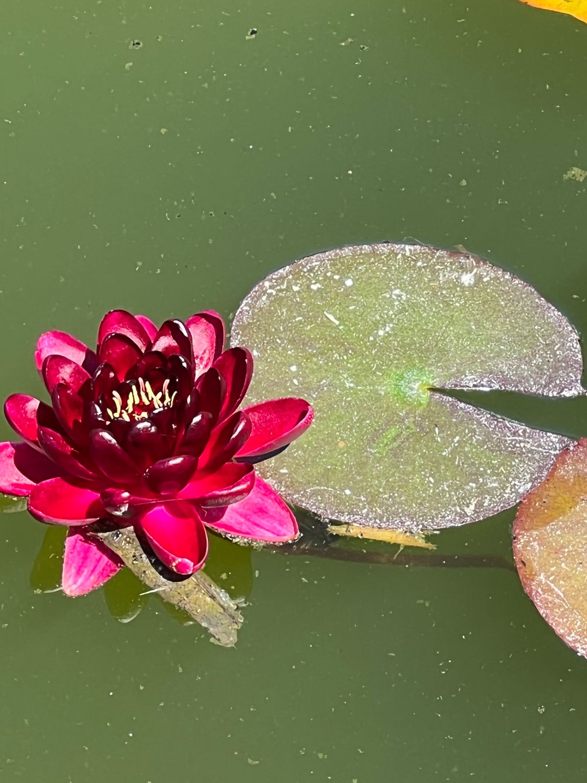 A new flower in the pond