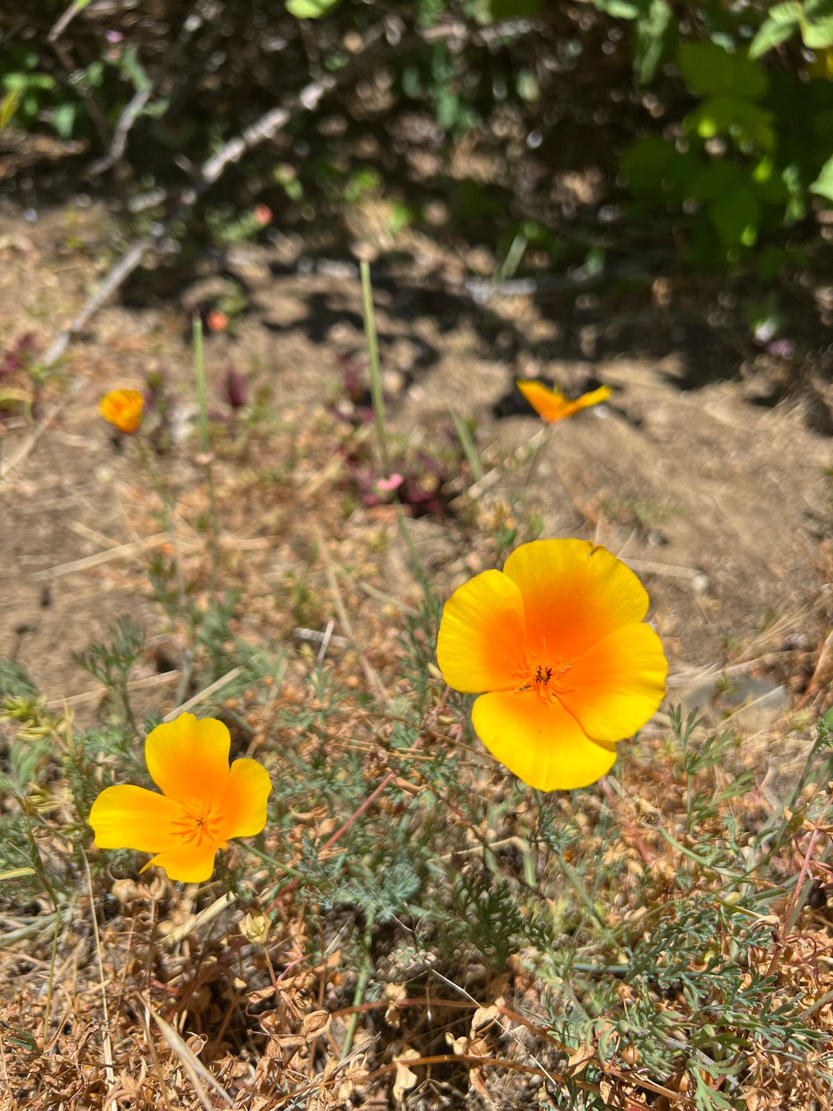 On one of my dog walks