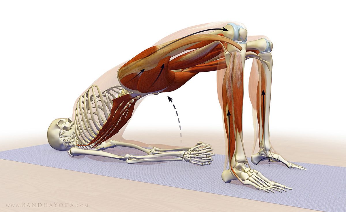 Figure 4: Bridge Pose. Engage your glutes