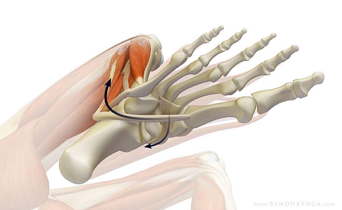 Figure 5:  Engage the muscles on the side of the lower leg to lift the arch
