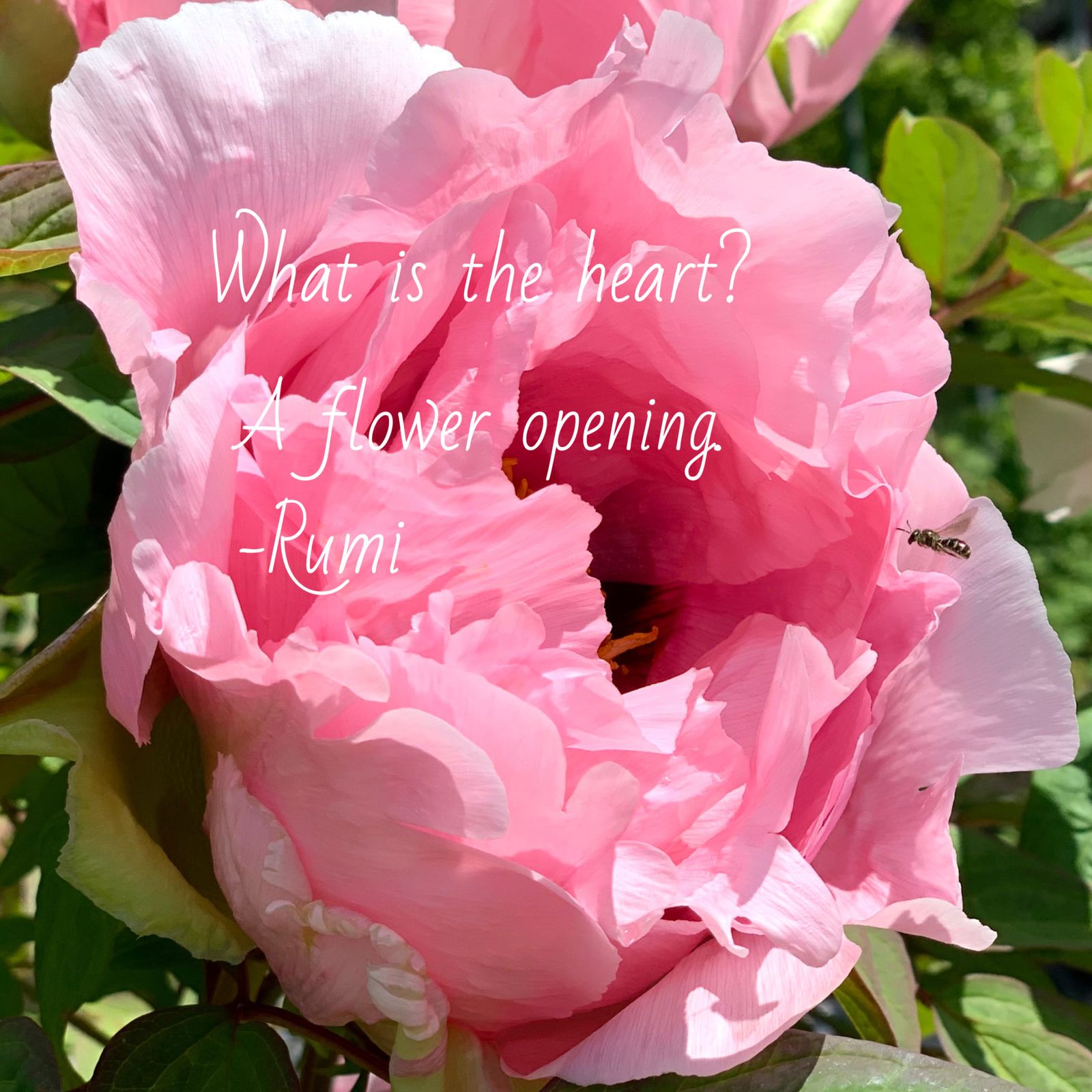 Flowers remind me of the strength and fragility within each of us. They transform, grow and blossom with determination and beauty. They diffuse, spread and give all their delicate and invisible fragrance for the lovers who can perceive their presence. Abundance is seen from the eye of a pure and sincere heart. My life quest is to keep my heart alive to transform, grow and open to fully experience unconditional love. What is your life quest?

“The heart is a flower opening.”
_Rumi.