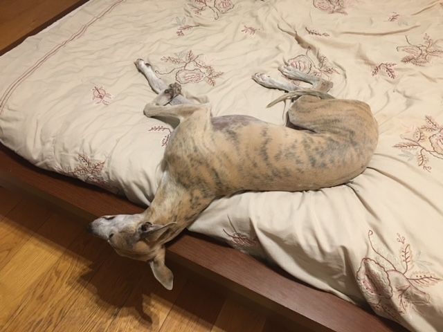 Manel loves a RESTful inversion.  Does he feel guilty when resting...ever? I think not.