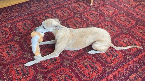 He loves to PLAY every day.