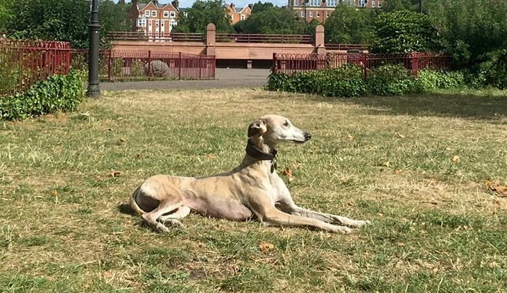 He recognises the KING that he is.