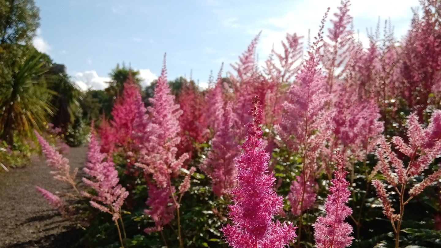 Astilbes come in many colours but mostly in reds, whites, and pinks. Their plumes brighten anyone's day in summer and the seedheads, if left, provide lovely winter interest. These beauties do not like dry soil and do best in a light shady spot in damp soil.