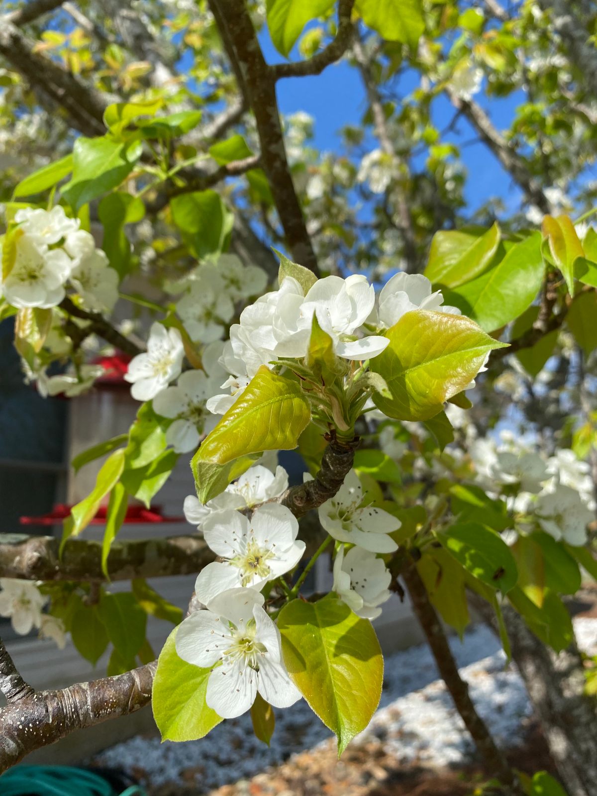 This Season's Pear Blossoms