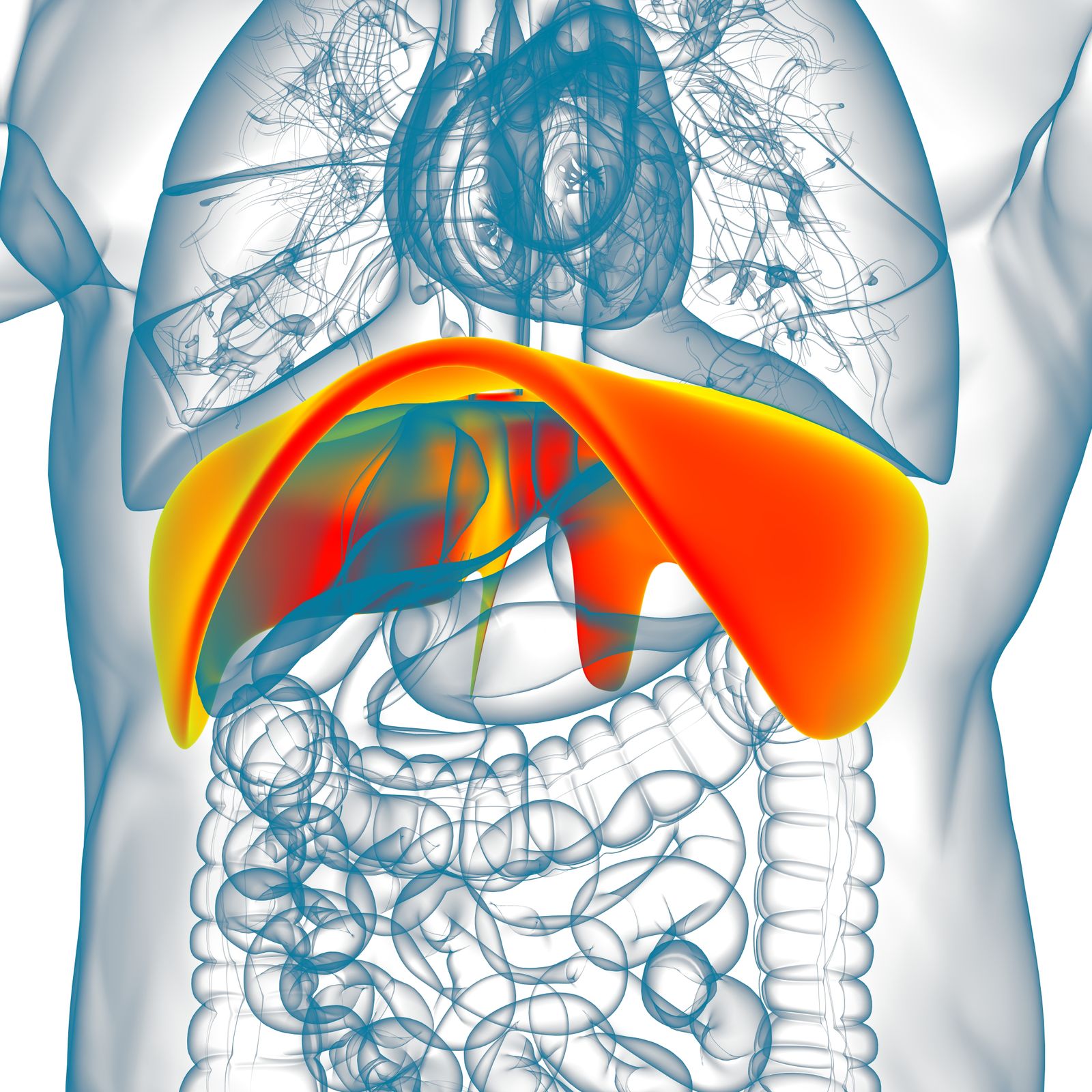 Respiratory Diaphragm (orange), the primary muscle of breathing