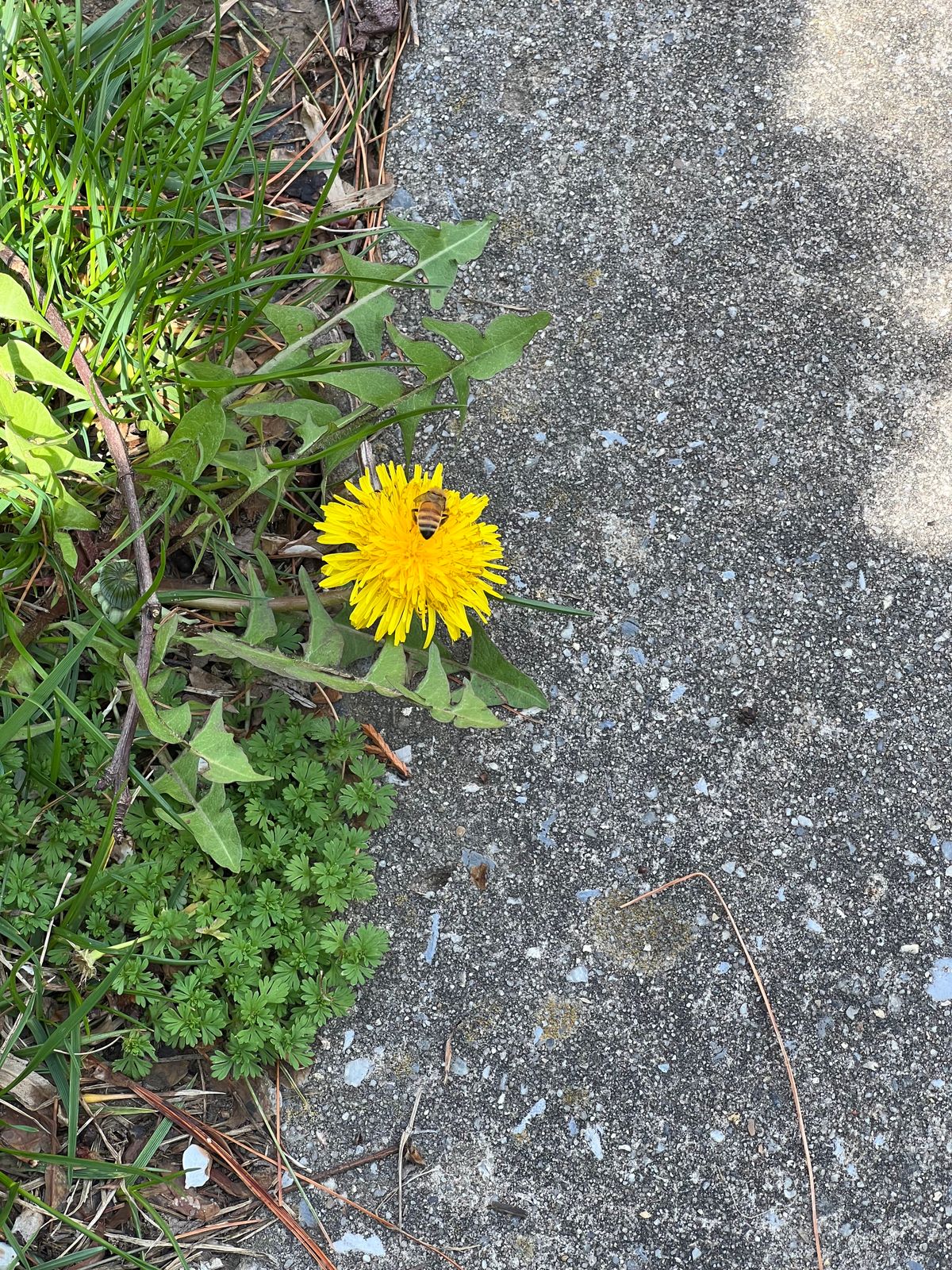 Feeding a Neighborhood Bee