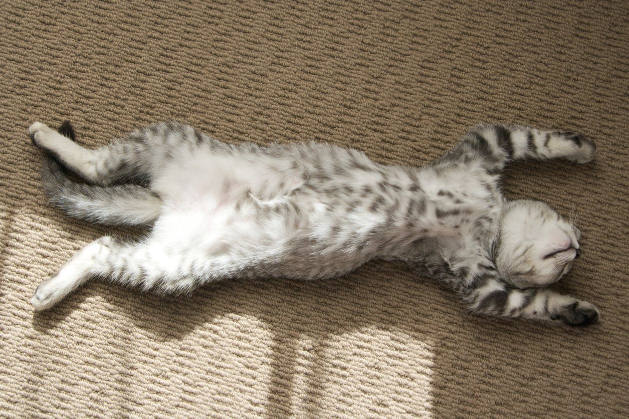 Let's not forget our Cats!   Savasana at its best