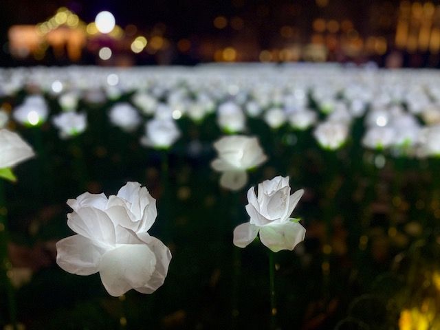 The Ever After Garden, Grosvenor Square - Remembrance in white roses