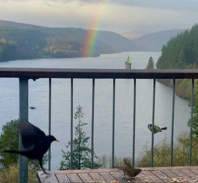 The Birds Couldn't Care Less!