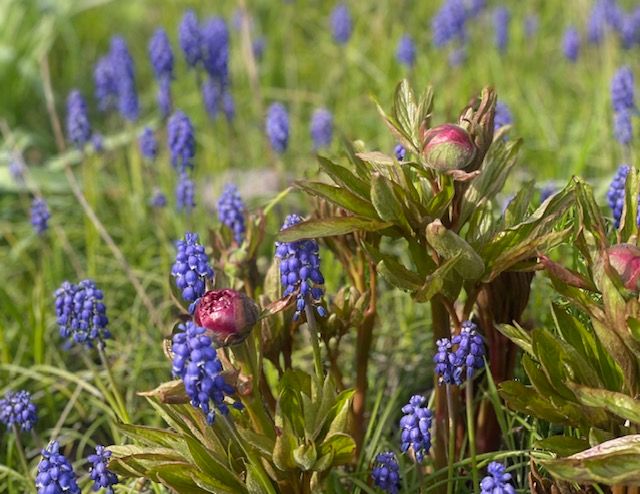 Peonies among Grape Hyacinth