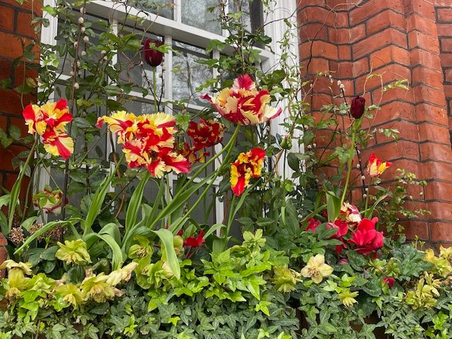 Tulips on a windowsill - a sight for sore eyes