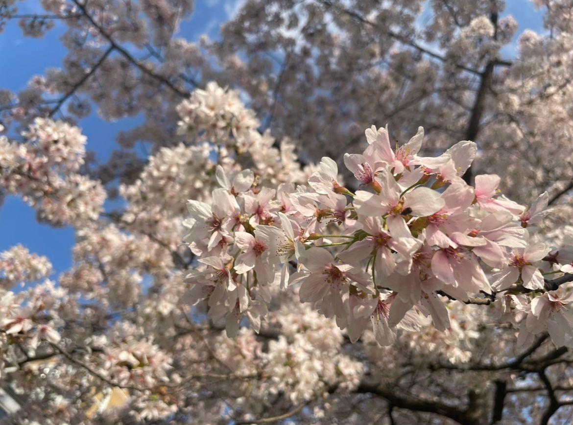 Pimlico Cherry Blossom