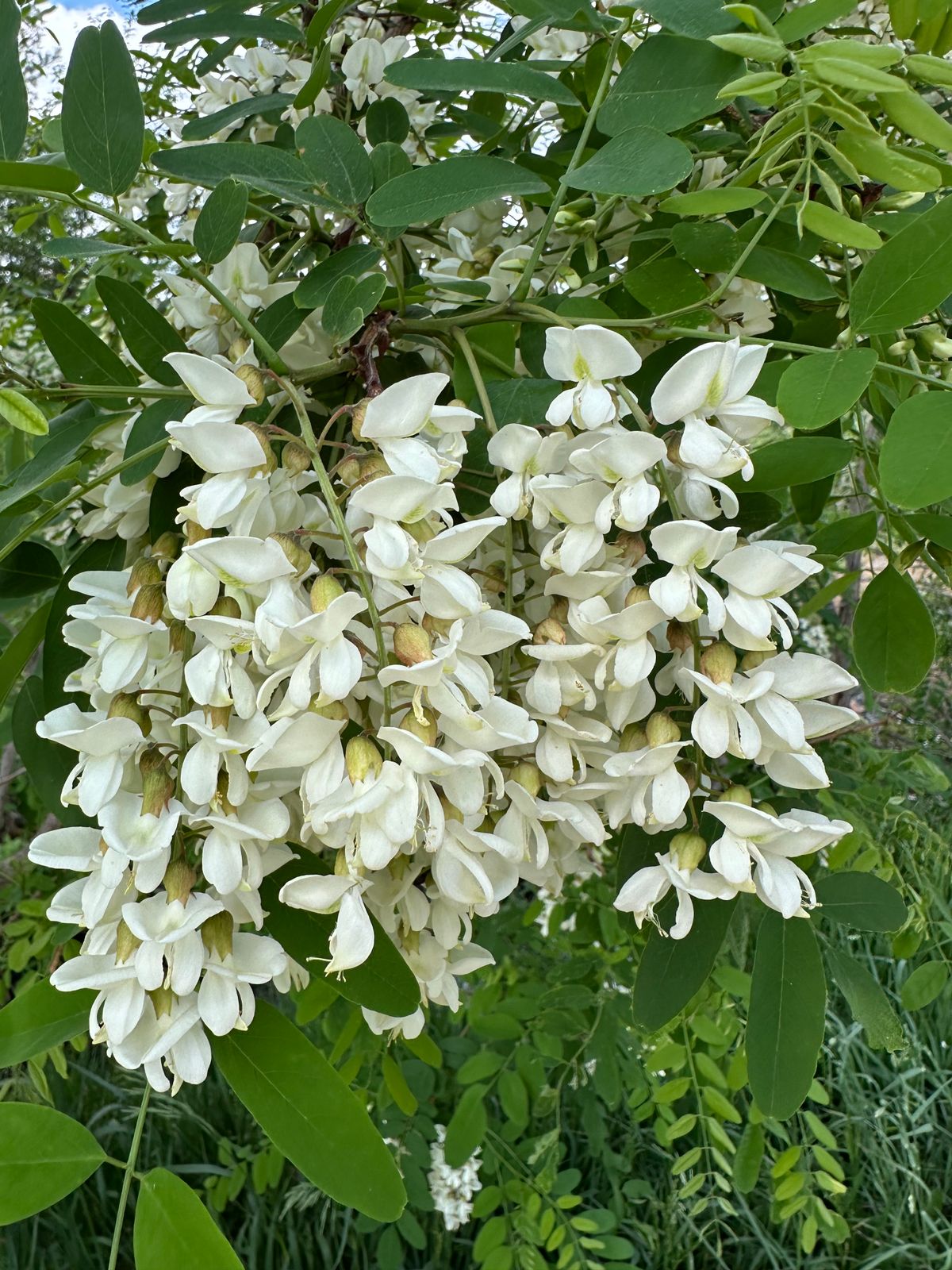 There is beauty all around us if we slow down and listen.