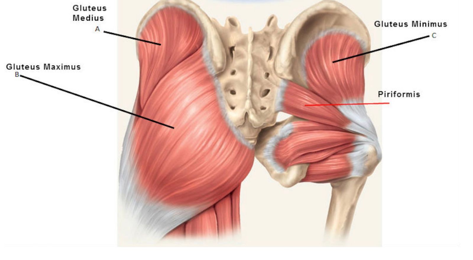 Anatomy of the Gluteus Muscles