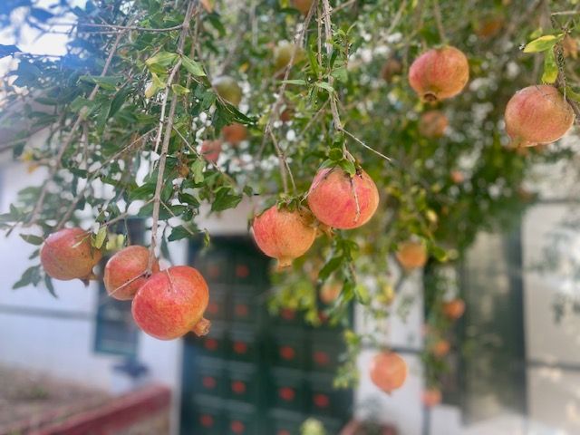 Pomegranate Moons