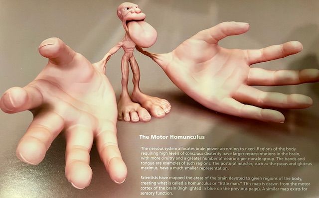 Homunculus