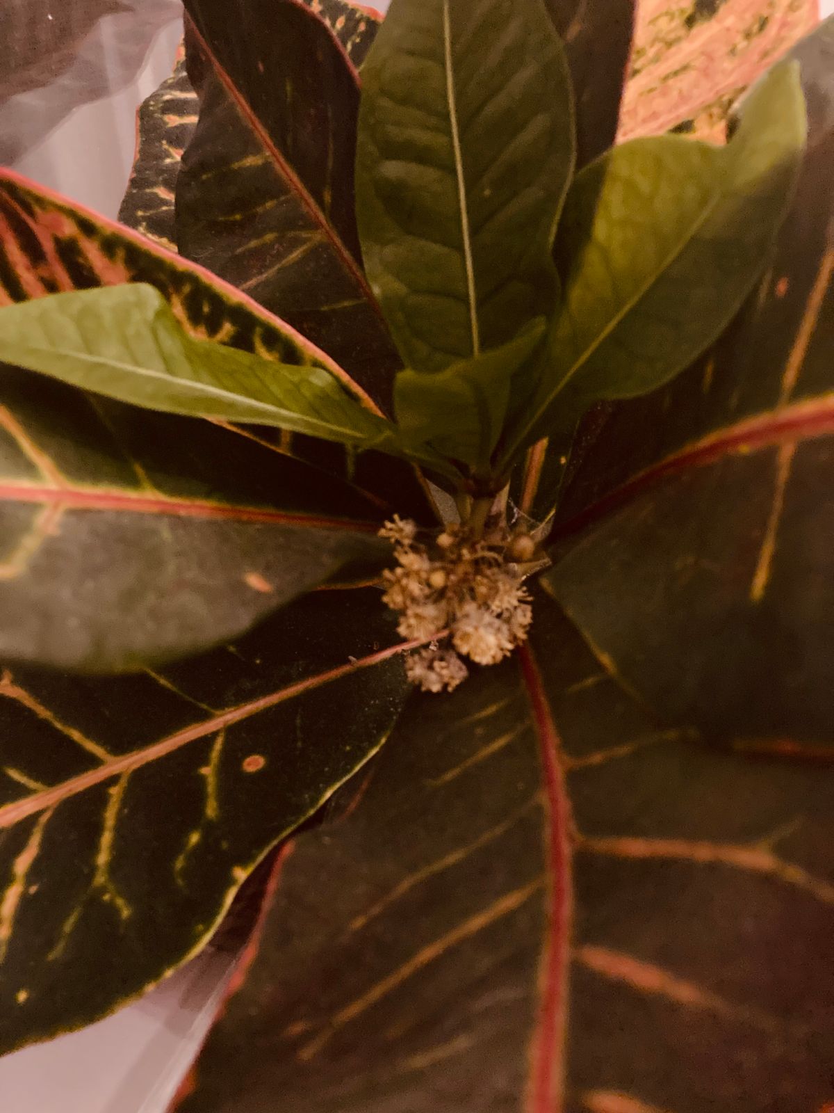 My indoor ”forest”.