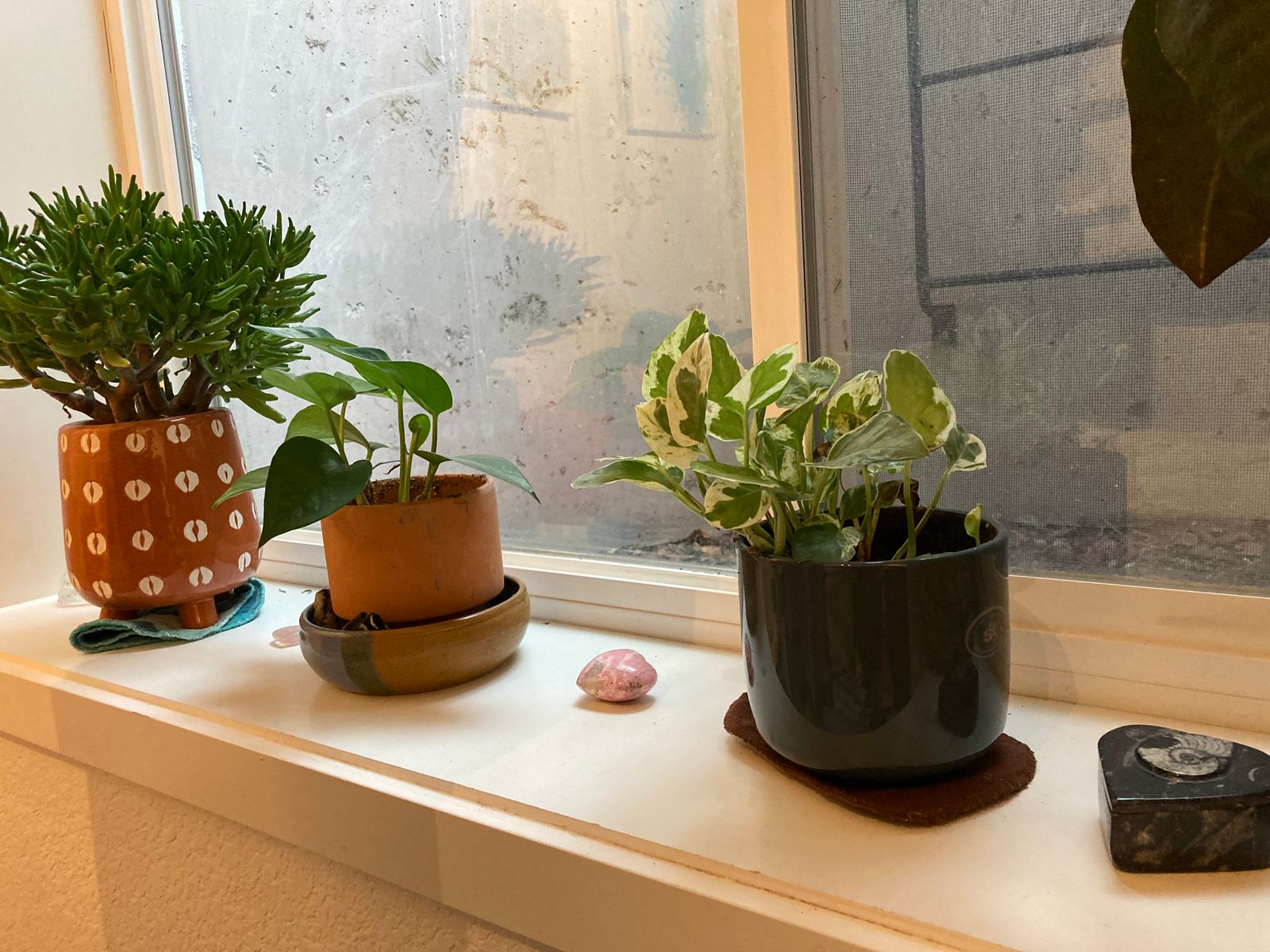 Greening up my healing den. 