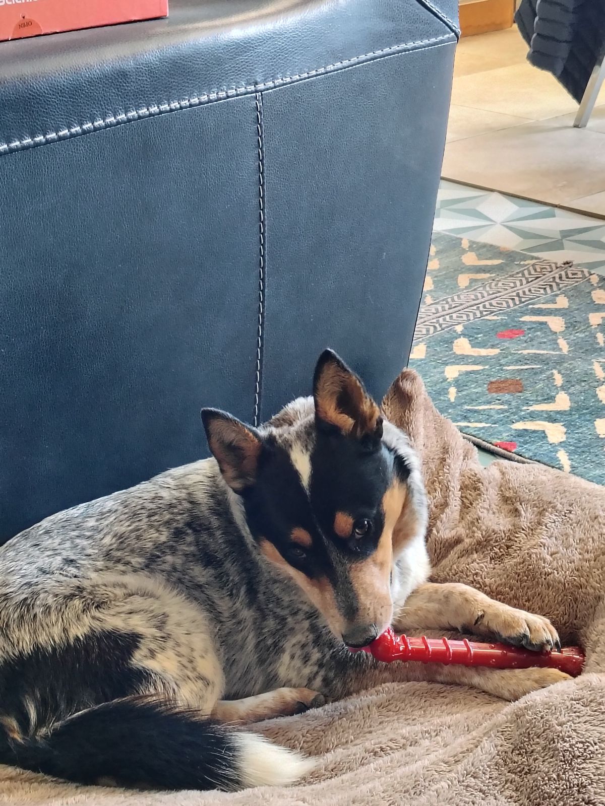 Miss Sasha Foxy Face