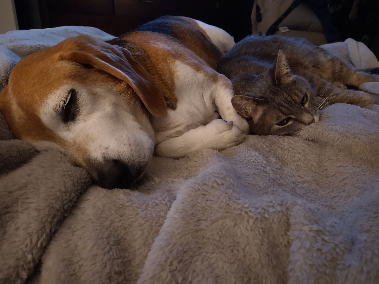 Max & Smokey cuddeling