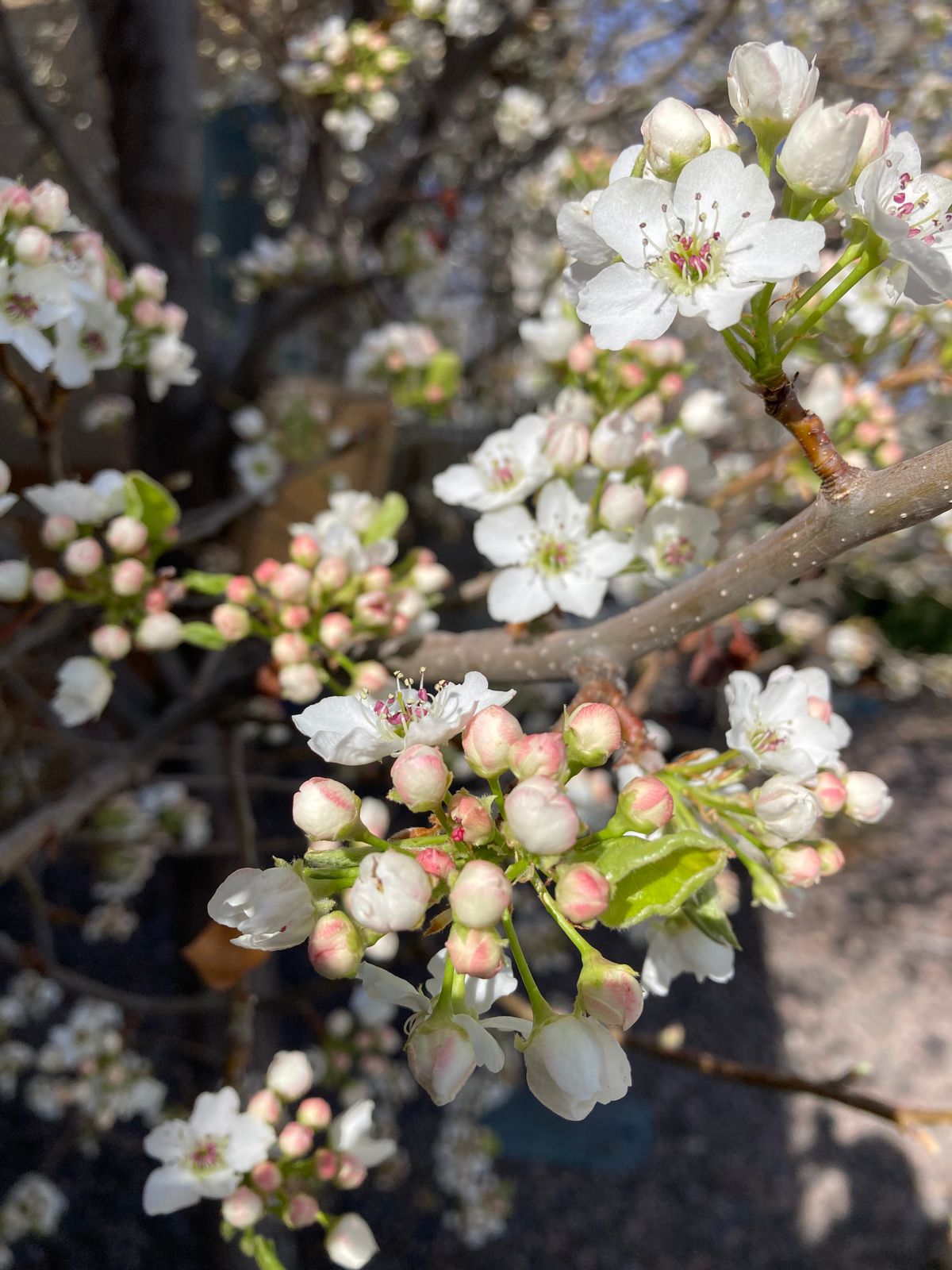 The ornamental pear in front of our home.