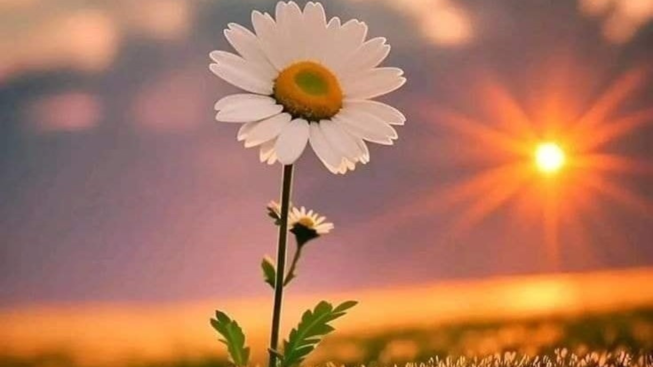 Image of a flower at sunrise, calm and mindful