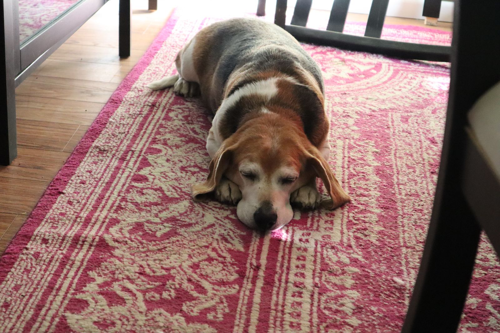 Max is resting in his favorite spot.